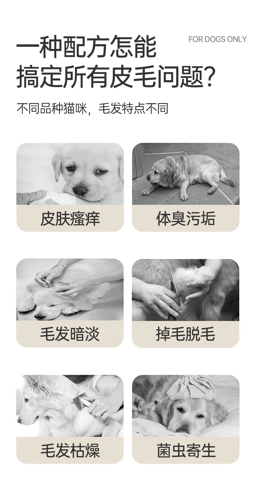 【JINCHONG今宠】全犬通用柔顺沐浴露 4L/桶 多效合一超大容量