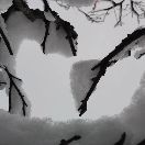 小牛